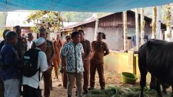 Bupati dan Wakil Bupati Serahkan Sapi Kurban Bantuan Presiden di Hutanabolon