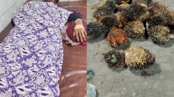 Pria Terduga Pencuri Sawit Mengaku Dianiaya Oknum Keamanan PT Lonsum di Sergai, Kini dirawat intensif di Rumah Sakit