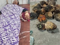 Pria Terduga Pencuri Sawit Mengaku Dianiaya Oknum Keamanan PT Lonsum di Sergai, Kini dirawat intensif di Rumah Sakit