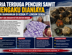Pria Terduga Pencuri Sawit Mengaku Dianiaya Usai Diamankan di Kebun PT Lonsum Sergai, Sebut Ada Dugaan Keterlibatan Oknum